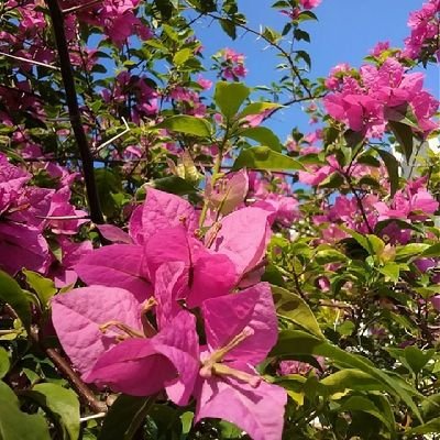 zonakontemplasi's profile picture. pre-skripshit depression, back to her fangirling era