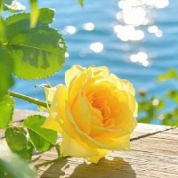 Rukiye🌹☝️🌼 🕋 🥀 🤲 🍉 🇯🇴 (@rukiye2024) 's Twitter Profile Photo Rukiye🌹☝️🌼 🕋 🥀 🤲 🍉 🇯🇴 (@rukiye2024) 's Twitter Profile Photo