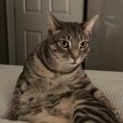 11yotecs's profile picture. 