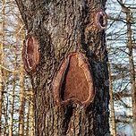 cris_misi's profile picture. EVERYTHING YOU NEED TO LAUNCH ON SOLANA - 
@devx_fun