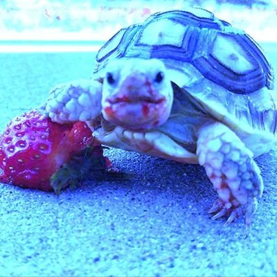 🐢Turtle posting Guy🐢/ Love me some turtle crunchies😋🐢/ Bowser Alt account🔥: @blimble79