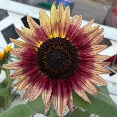 Rhonda574394913's profile picture. Foul mouthed angry Albertan. No fucks left to give,follow at your own risk. "expletive spewing harridan", unfriendly to stupid people.