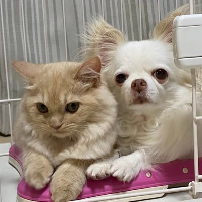 RwD0cl's profile picture. 📻リスナー 。丁寧を心掛けています。犬との生活を満喫中。🐶「姉」ぼたん　#ペットパラダイス　 #モデル犬　#チワワ 🐶「弟」　#シーズー きくまろ🐱 「妹」すず　#スコティッシュフォールド