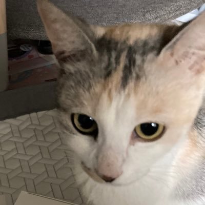 vsmxc's profile picture. 눈희와 메리 (카노 가족 찾아요 소개 및 문의는 아래 링크📩) #사지말고입양하세요