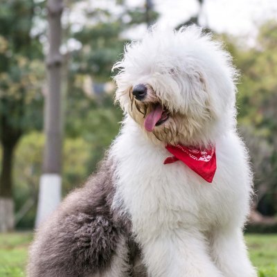 SirUlrich's profile picture. 