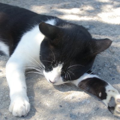 shuger_t's profile picture. くるま好き(S耐,SuperGT)転じてRAさん好き🙈
松田蘭さん最推し、Swish🌈ZENTsweeties🫶箱推し
おしごとでaprVictoriaも👭
これらのコミュニティも大好き、お相手してくれる皆様感謝🙏
寂しがり屋のカマチョオジサンです
自制できずにレスすることがありますが容赦ください🙇‍♂