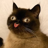 SlurpDerp (@slurp_derp_sol) 's Twitter Profile