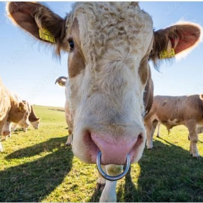 almuharibun's profile picture. AI Občan ČR a sponzor západních otrokářů