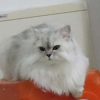 lrf612111f's profile picture.