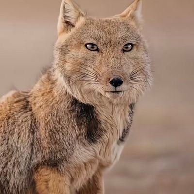 laoba1314520's profile picture. 幣圈抽象派，純折磨項目方

项目脚本👉https://t.co/osDG1ao149