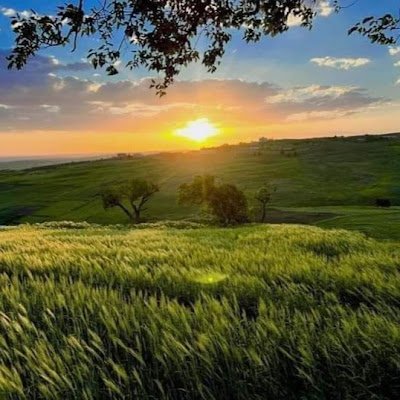 TMouiaouat's profile picture. 