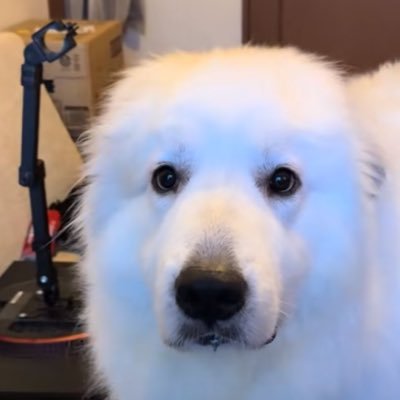 77n14g8sz's profile picture. もちろん町田の言いたいこともわかるよ