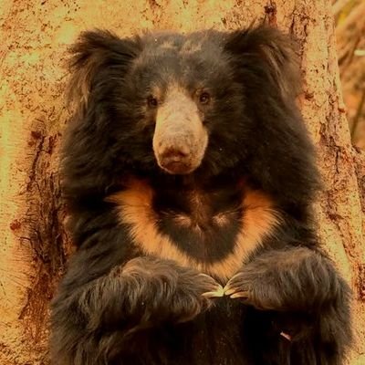 mooks_intown's profile picture. ♡ 21 ♡ She/Her ♡ ‼️🔞All The Doves Are Dead🔞‼️ ♡ GILFS ♡