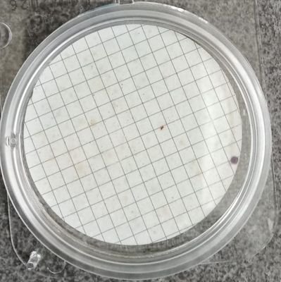 godonggandul212's profile picture. 