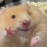Krista (@krista74852743) 's Twitter Profile