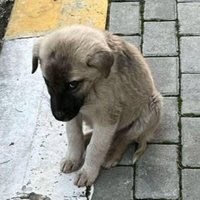makopleuy (@makopleuy) 's Twitter Profile