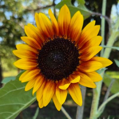 GeorgeaB10836's profile picture. Blue💙 living in red state.
Slava Ukraini!🇺🇦