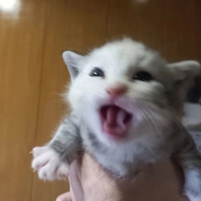 MaxLol01098043's profile picture. 