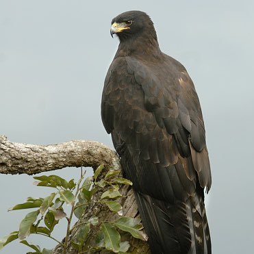 euskaldunista's profile picture. Euskal Herria dugu irabazteko!