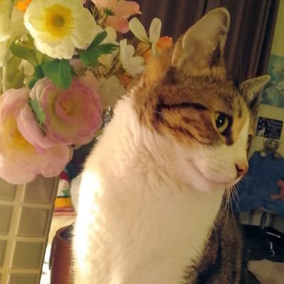 Linda6679155093's profile picture. I is 5yrs old I loves tunas🐟 I loves my mum 😻 and I boss boy 😼 I own all things fluffy and mine mum 😹and I tough rogue boy 😼 ❤️🩷🧡💛💚💙🩵💜🤎🖤🩶🤍😻