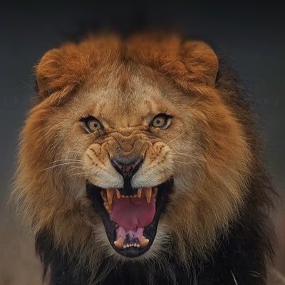 NatOfWit's profile picture. Used to expand empires, now just expanding my screen time. #MUFC #EdoBoy
