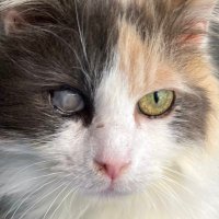 imogene π (@imogenecat) 's Twitter Profile