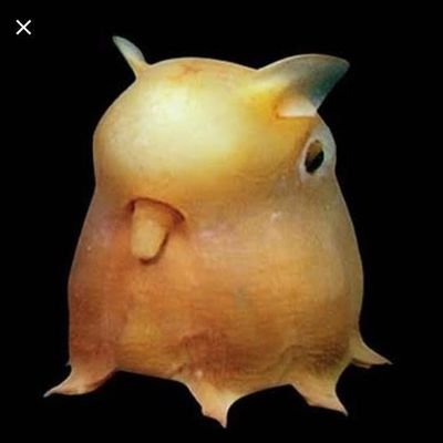 srcalamar25's profile picture. pertenezco a el reino Animalia 🗿🎨🖌
aquí sólo veras dibujos simples...