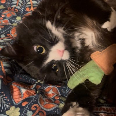 l8tebloomer's profile picture. 