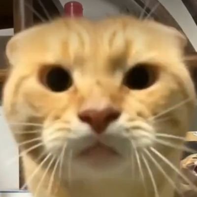 SamanA79336's profile picture. 🏳️🌈🏳️⚧️نی ستم