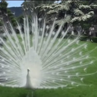 ﴿إِنَّمَا يُوَفَّى الصَّابِرُونَ أَجْرَهُم بِغَيْرِ حِسَابٍ﴾