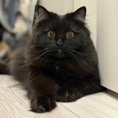 めたおさんのプロフィール画像