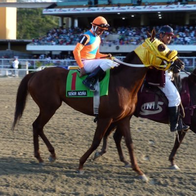 Stud del año 2013 en Vzla, por dinero producido. Ganadores de 5 Casquillos de Oro. Propietarios de los Campeones Señor Acuña, Señora Simona y Pedro Caimán.