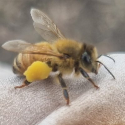 TheHolyHabibee's profile picture. Occasional waspposting