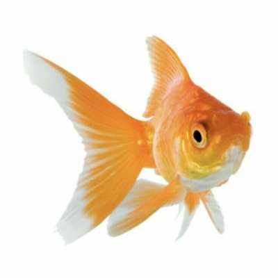 ruriairi_'s profile picture. WLW | i forgot how to draw | DON'T REPOST!!