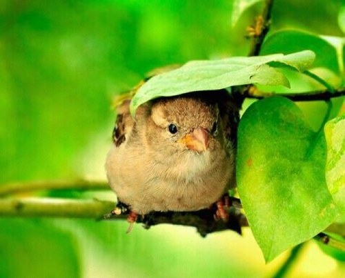 Om_Madi_10's profile picture. 