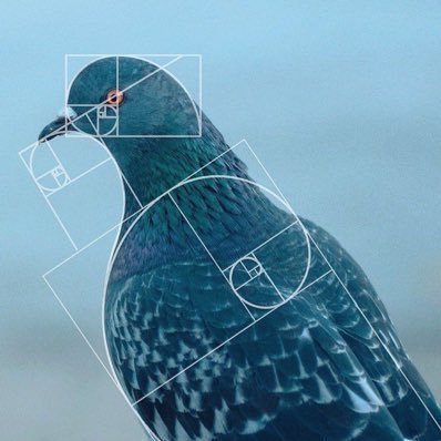 low iq pigeon. know nothing. Psalms 94:1- trusted accounts @level942 @level943