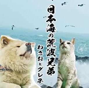 通称【アンわさピー】です。
①神戸青波&大阪近鉄を愛し、2005年に合併したオリックスバファローズ🥎ファン ②愛知中心にプロレス観戦👊 ③ドライブ🚙 ④温泉♨ ⑤グルメ😋 等好きです🙂 よろしくです😀 ※2023年5月29日プロフ更新