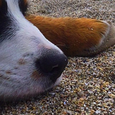 このサイズが丁度良いです。愛犬猫とメモ&病な独り言。目や耳や精神に優しいのが好きです 。カトちゃんボンクリ。ほぼ閲覧だけ//付かず離れず自然消滅好きな事だけ見ている//季節関係なく怪談が好きです。/何かに 取り憑かれて心身疲労/🇮🇪🇯🇵/
