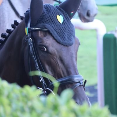 soramamenazu's profile picture. ツイートはアニメ･ゲーム･競馬場中心になります。

たまにフェリーに乗って旅や競馬場へ行ったりしてます。