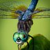 Dragonfly Guy โ๏ธ๐ธ๐ฆ (@australia_tt) Twitter profile photo Dragonfly Guy โ๏ธ๐ธ๐ฆ (@australia_tt) Twitter profile photo