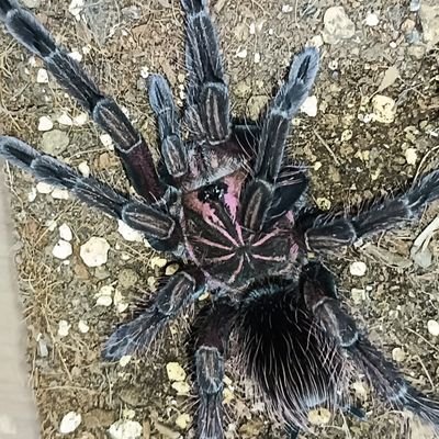Yuki_kityuu's profile picture. タランチュラ飼育🕷️初心者🔰/有機合成化学