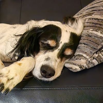 Djpmidlo's profile picture. @umnews grad. Native Minnesotan. Vikings, Twins, Wild, T-Wolves, Gophers, MNUFC. Travel junkie.