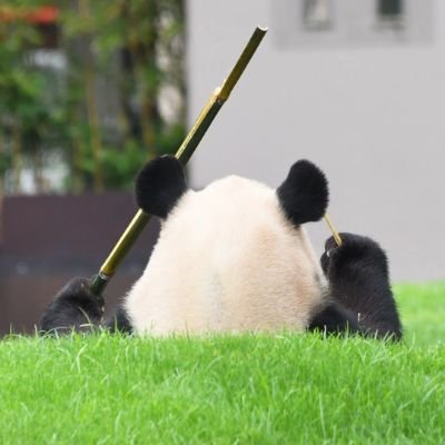 前のアカウントにログインできないから新しいの作った。長いこと仲良くしてくれているフォロワーさん探し!
埼玉山奥、息子16歳、支援学校高等部、自閉症&知的障害、疲れている母親。