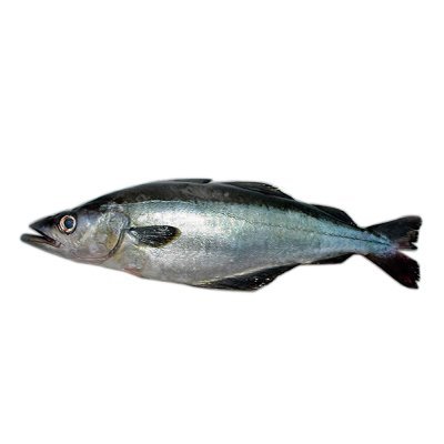 petrompeta's profile picture. APLASTADO AHORA BAJO EL YUGO DEL CAPITAL - MI NUEVO OFICIO: YERNEADOR PROFESSIONAL

🇵🇸