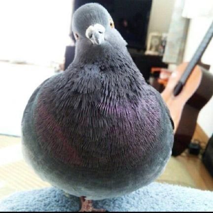 みゆき🕊𓈒𓏸さんのプロフィール画像