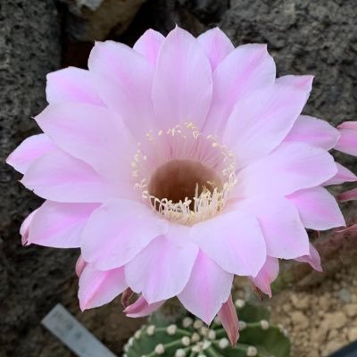 TMY_CAさんのプロフィール画像