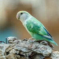 鳥 (@emmasesumma) Twitter profile photo