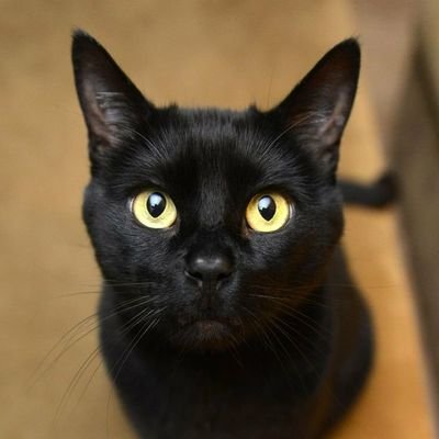 🐈‍⬛gato👑🍑🎸☃️さんのプロフィール画像