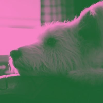 raychel_lys's profile picture. 02 ♉ || a prokopton (προκόπτων) || 50% NYAMBAT 50% K-POP.