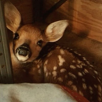 irlspo's profile picture. diagnosed ana restrictive★༉‧₊˚✧ she/her ✧ shedtwt ✧ i fb! ⋆ ࣪.* NOT NEW TO EDTWT just a new acc! ‧₊˚ 🏥x2